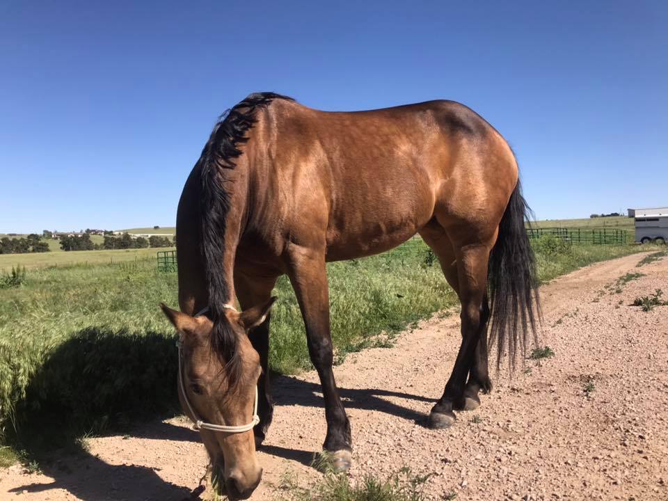 Rocky Mountain Girls Equine Hemp-Horse CBD-Equine Hemp Pellets Testimonials - Coco and Tina W After Pic