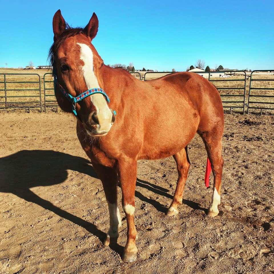 Rocky Mountain Girls Equine Hemp-Horse CBD-Equine Hemp Pellets - Twix and Krysti M