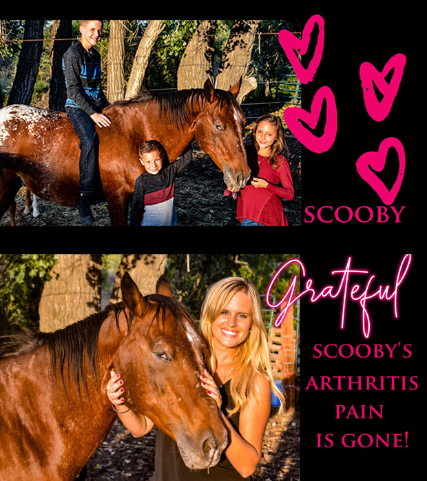 Rocky-Mountain-Girls-Hemp-Products---Equine-Hemp-Pellets-Testimonial-Scooby-The-Horse-and-Misty-Combined